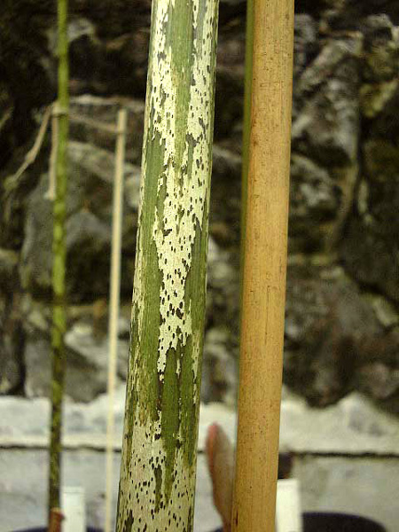 Amorphophallus corrugatus