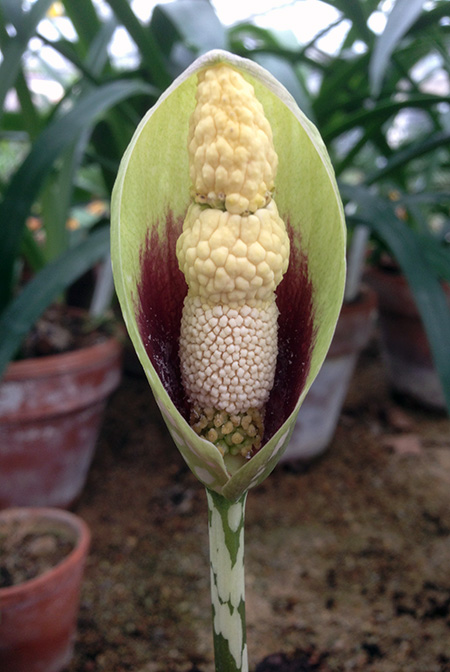 Amorphophallus dunnii