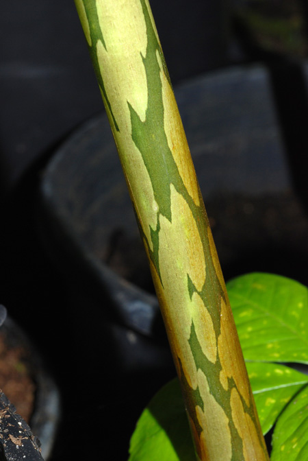 Amorphophallus dunnii