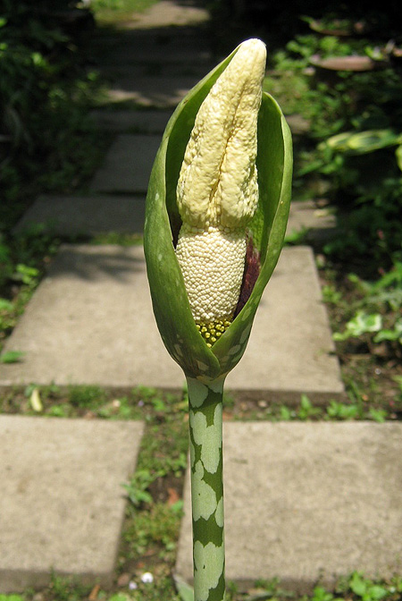Amorphophallus dunnii