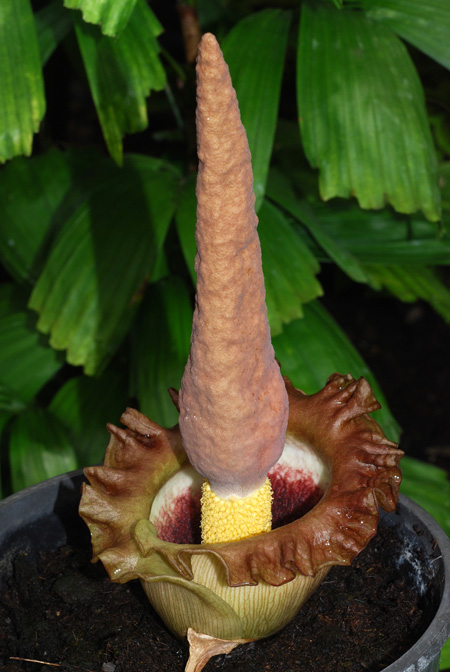 Amorphophallus eichleri