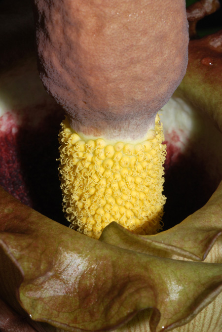Amorphophallus eichleri