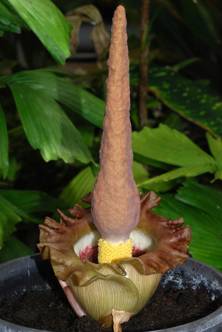 Amorphophallus eichleri