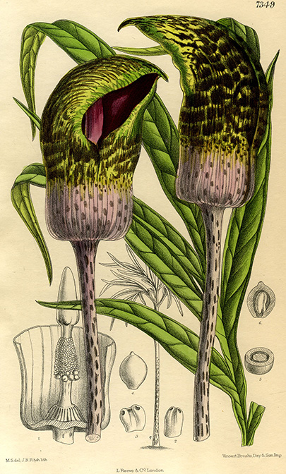 Amorphophallus elliottii