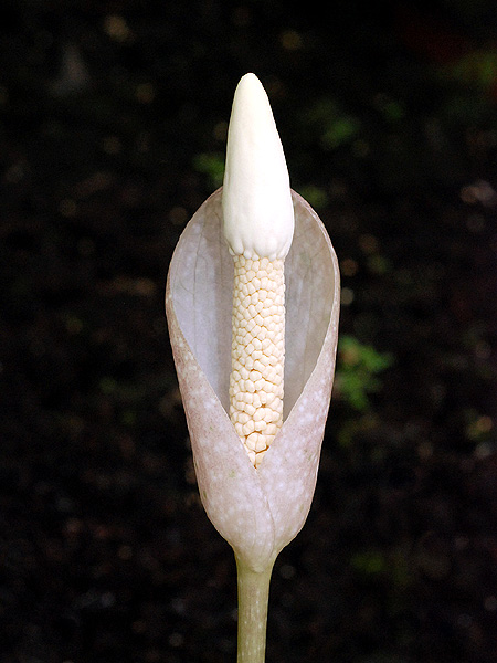 Amorphophallus excentricus