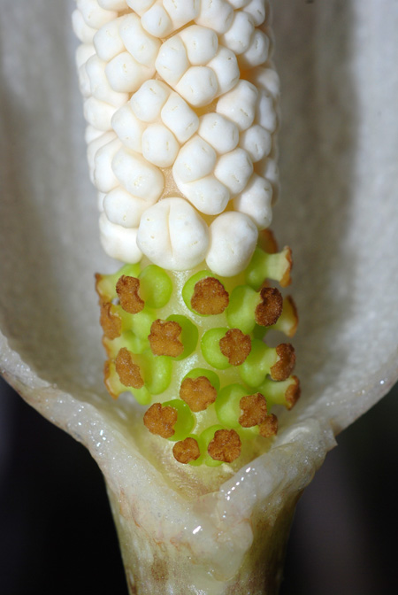 Amorphophallus excentricus