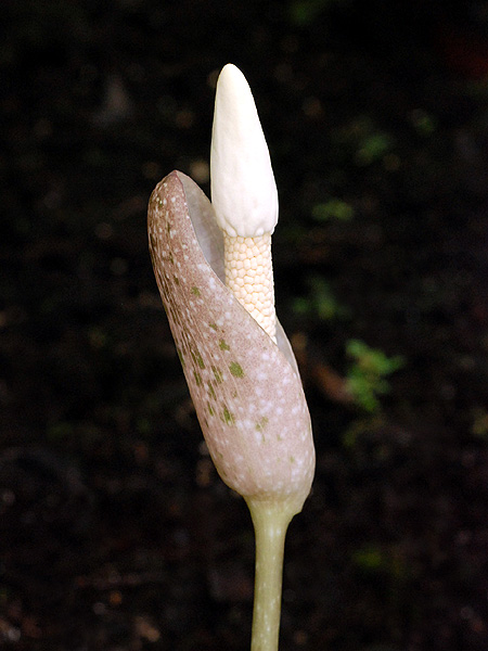 Amorphophallus excentricus