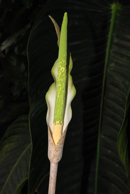 Amorphophallus galbra