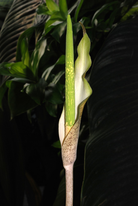 Amorphophallus galbra