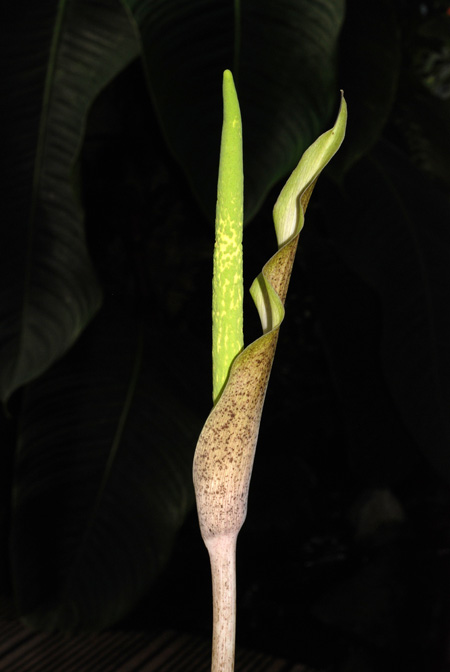 Amorphophallus galbra
