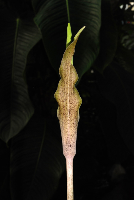 Amorphophallus galbra