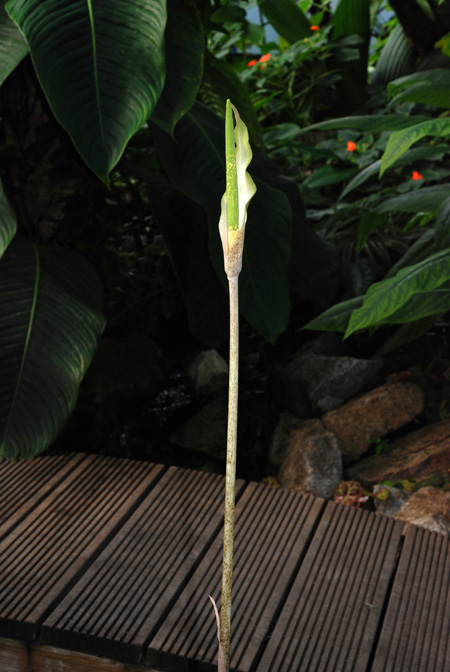 Amorphophallus galbra