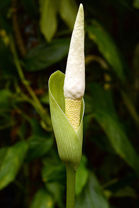 Amorphophallus glossophyllus