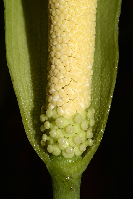 Amorphophallus glossophyllus