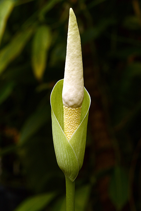 Amorphophallus glossophyllus