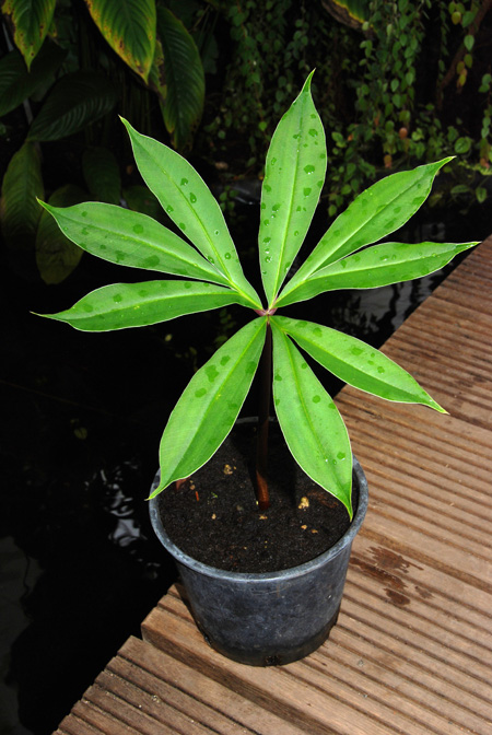 Amorphophallus haematospadix