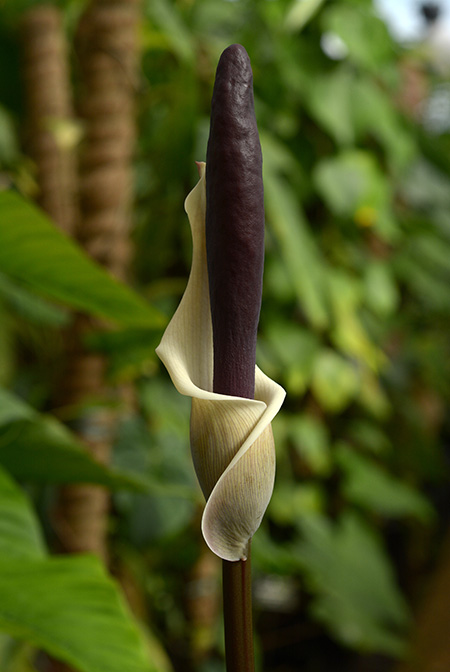 Amorphophallus haematospadix