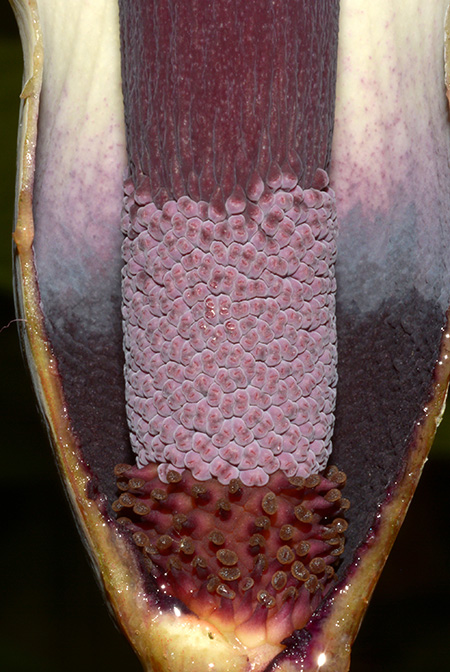 Amorphophallus haematospadix