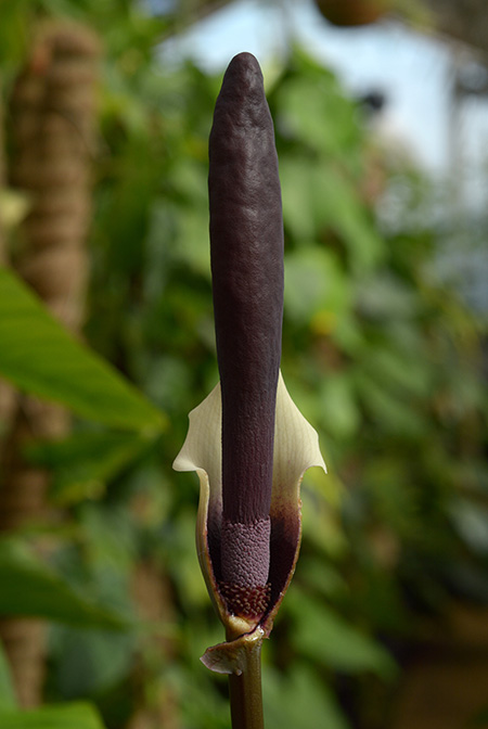 Amorphophallus haematospadix
