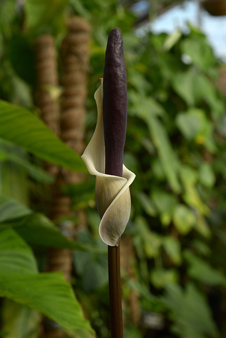 Amorphophallus haematospadix