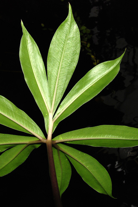 Amorphophallus haematospadix