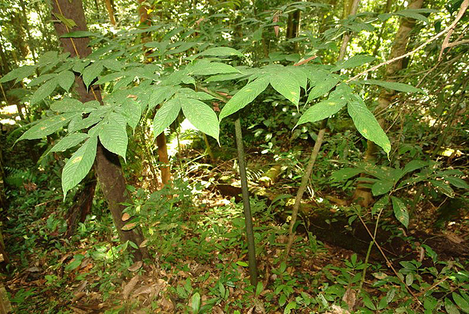 Amorphophallus hewittii