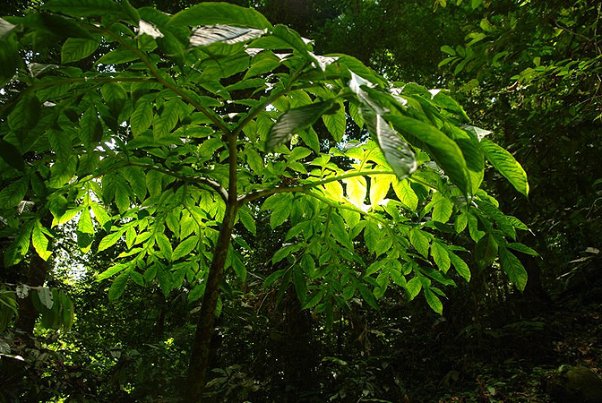 Amorphophallus hewittii