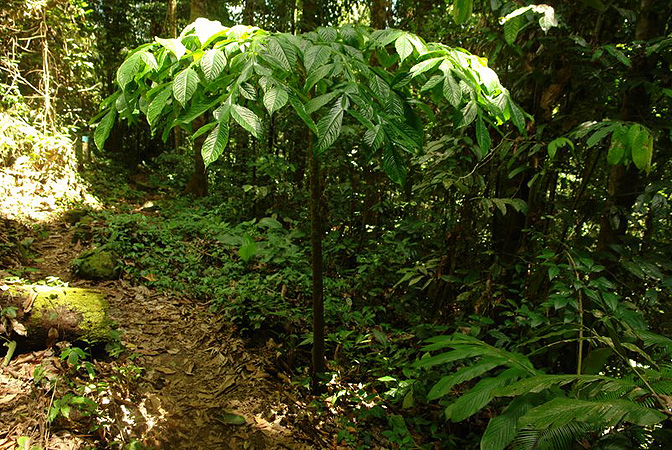 Amorphophallus hewittii
