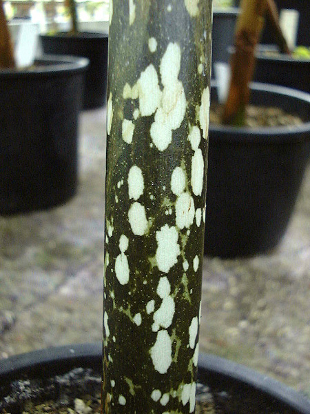 Amorphophallus hottae