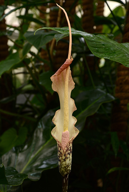 Amorphophallus hottae