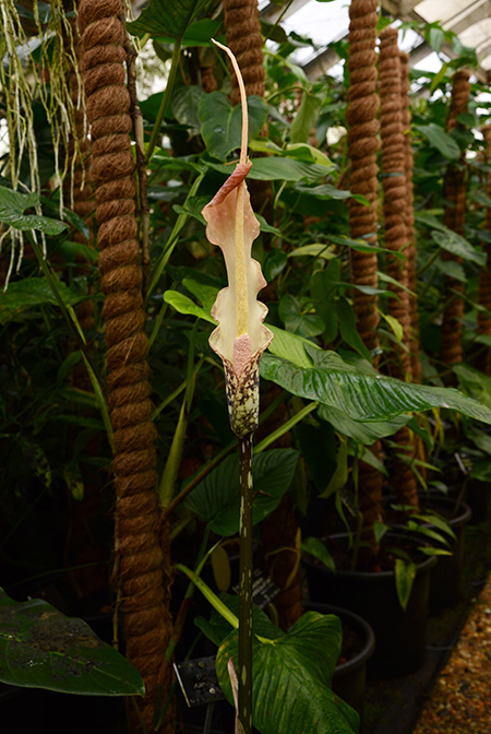 Amorphophallus hottae