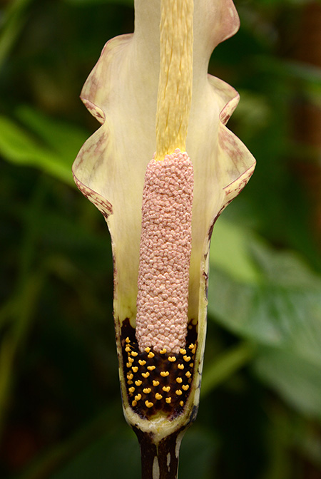 Amorphophallus hottae