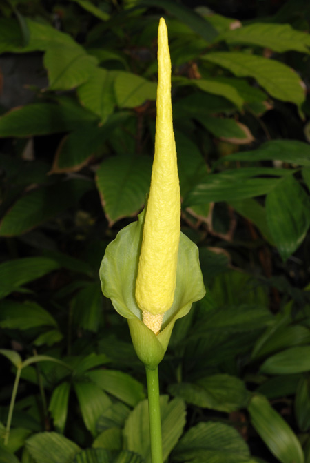 Amorphophallus johnsonii