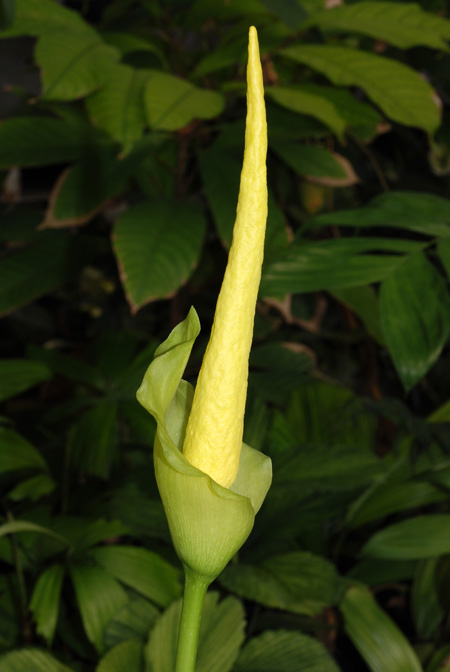 Amorphophallus johnsonii