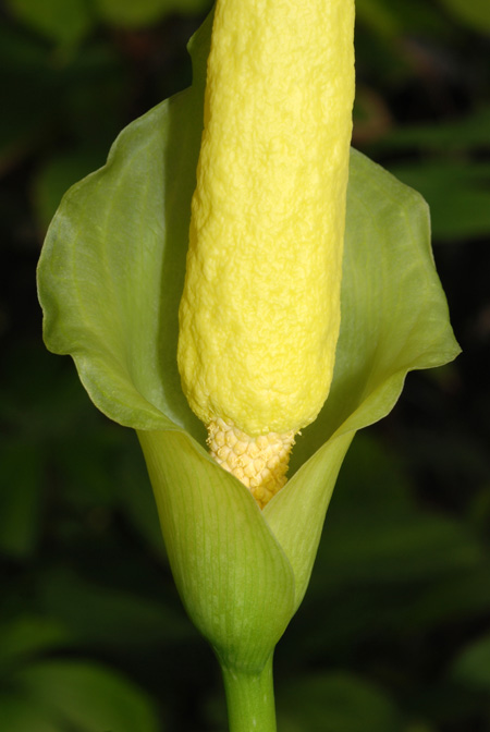 Amorphophallus johnsonii