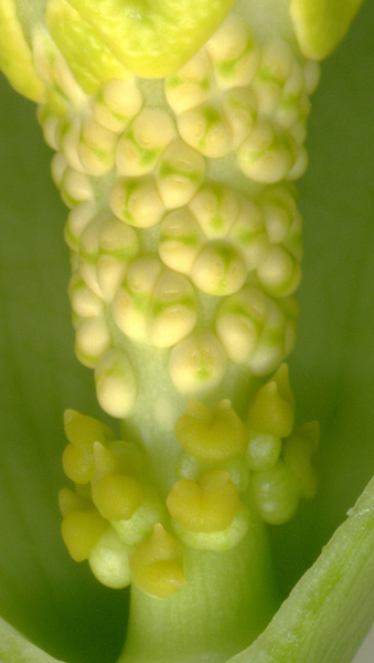 Amorphophallus johnsonii
