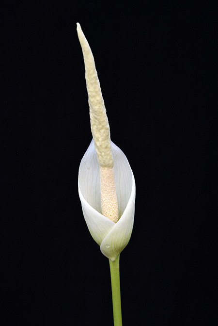Amorphophallus josefbogneri