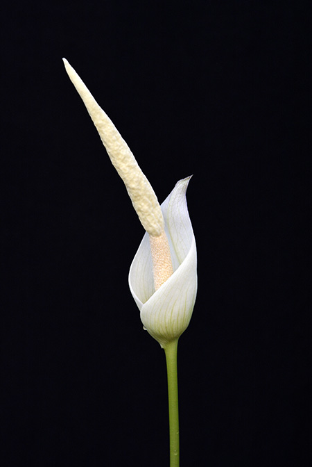 Amorphophallus josefbogneri