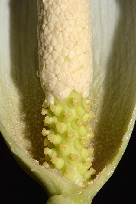 Amorphophallus josefbogneri