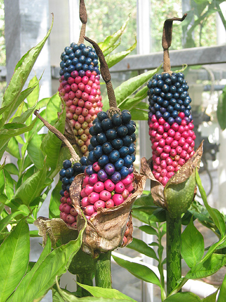 Amorphophallus kiusianus
