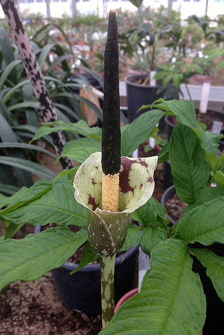 Amorphophallus kiusianus