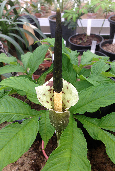 Amorphophallus kiusianus