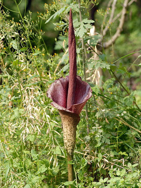 Amorphophallus konjac