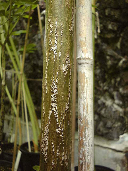 Amorphophallus krausei