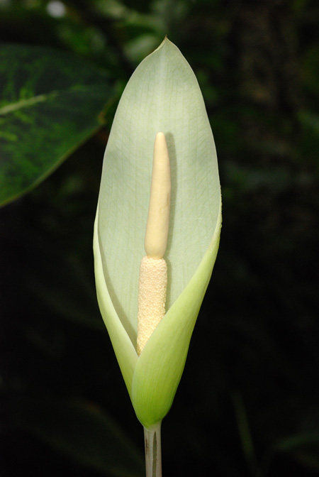 Amorphophallus krausei