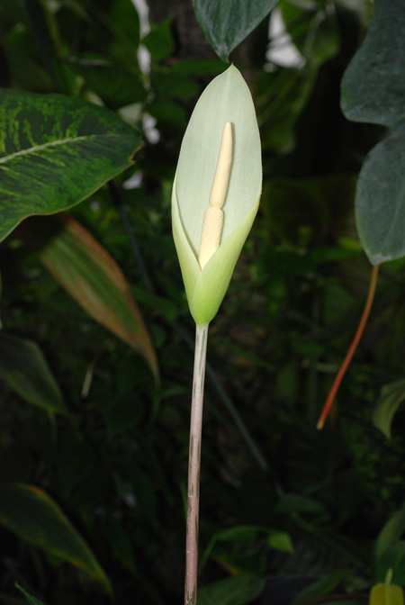 Amorphophallus krausei