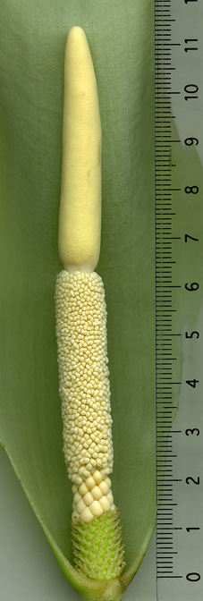 Amorphophallus krausei