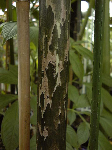 Amorphophallus krausei
