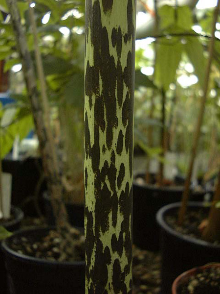 Amorphophallus krausei