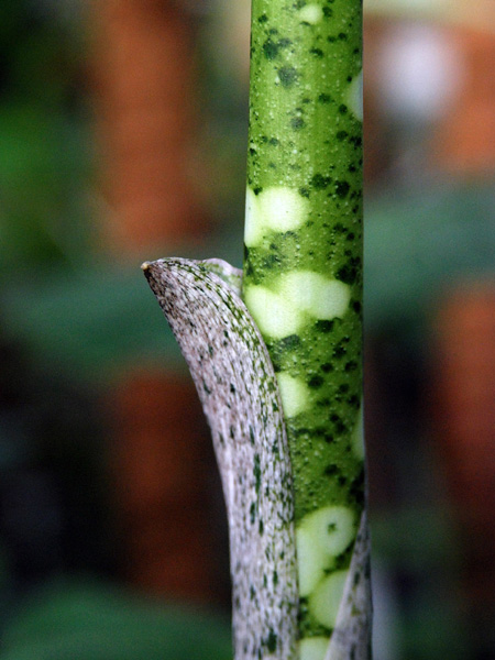 Amorphophallus lambii